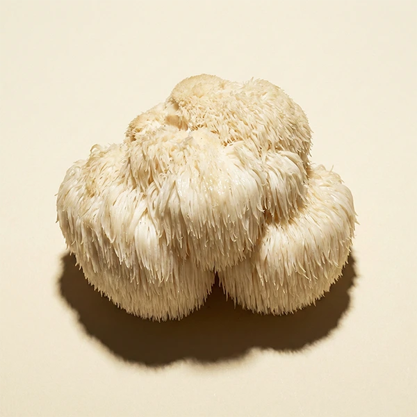 Lion's Mane