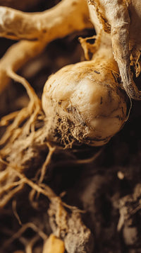 maca_root (1).webp