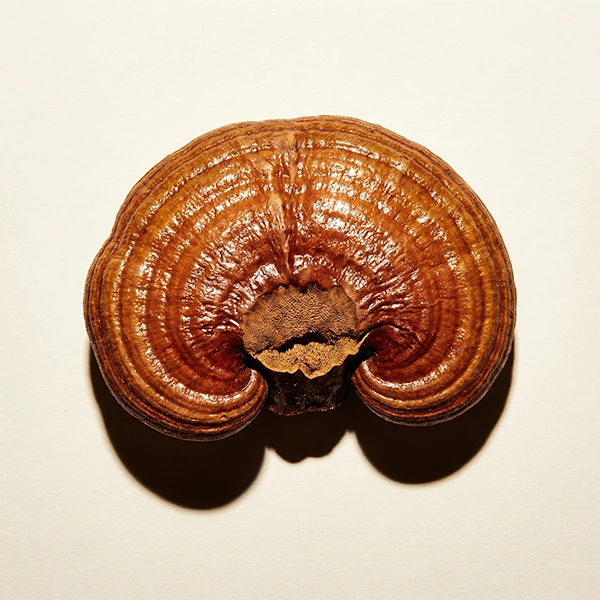 Reishi